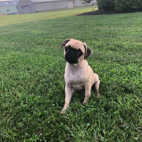 Meet your Posher, Emma - Picture 6 of 8